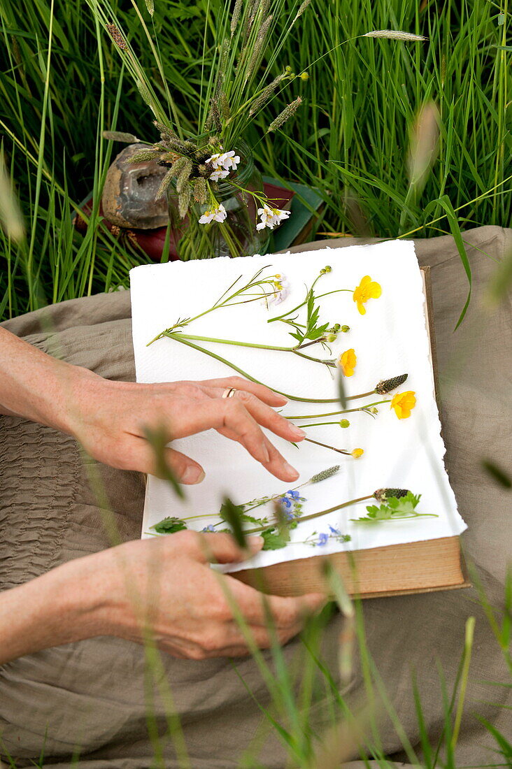 Frau presst Wildblumen in Buch, Brecon, Powys, Wales, UK