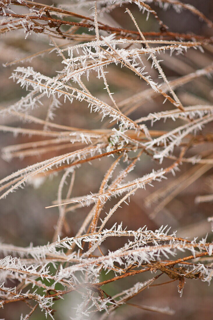 Raureif auf Pflanze im Winter, Shropshire, England, UK