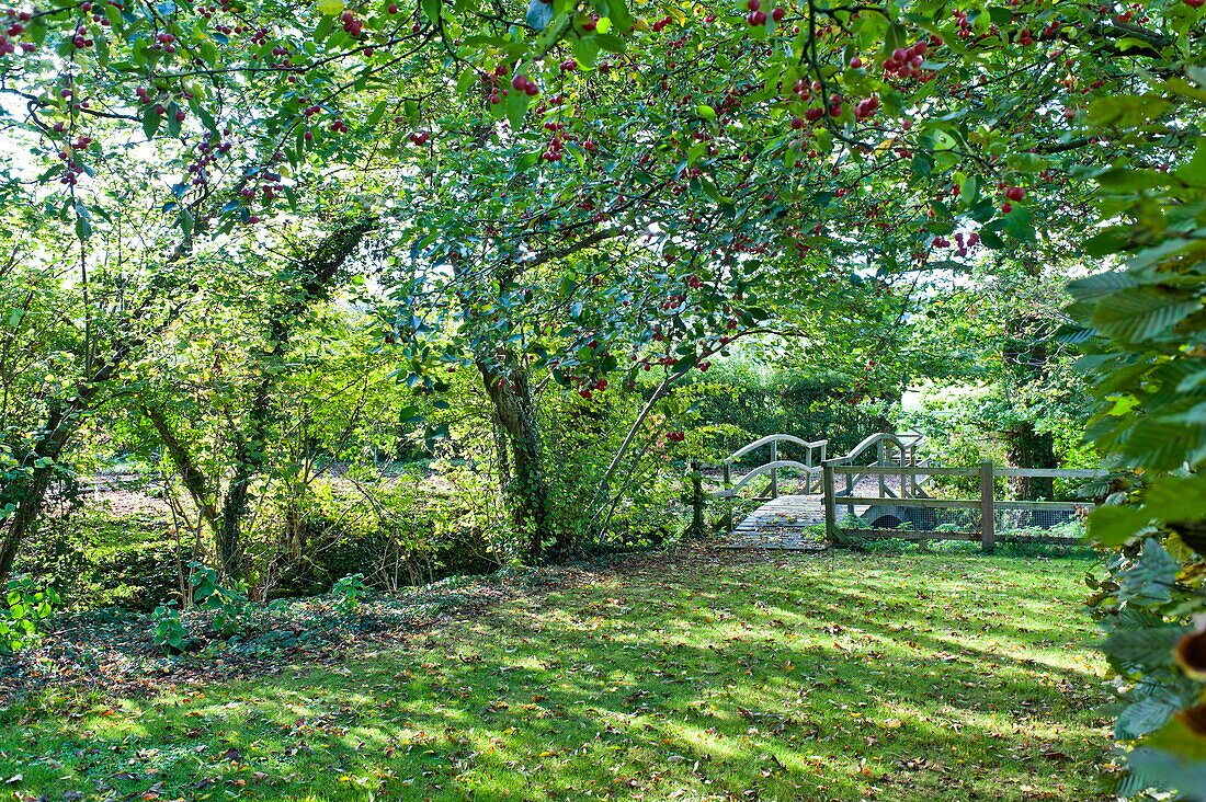 Footbridge and Hawthorn (Crataegus) tree in back garden, Blagdon, Somerset, England, UK
