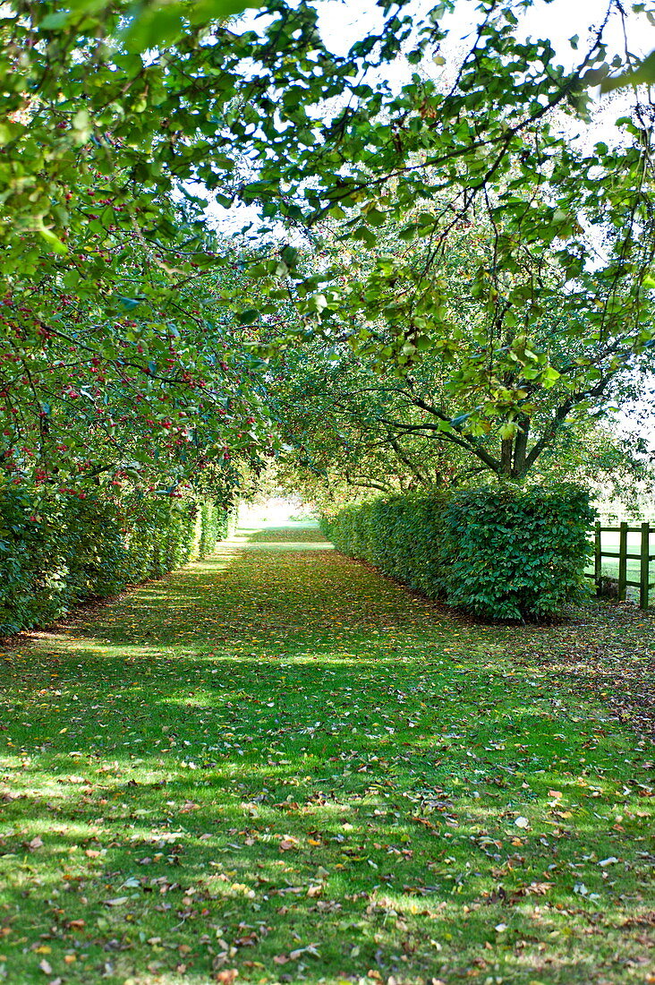Hawthorn (Crataegus) tree and hedged pathway in back garden, Blagdon, Somerset, England, UK