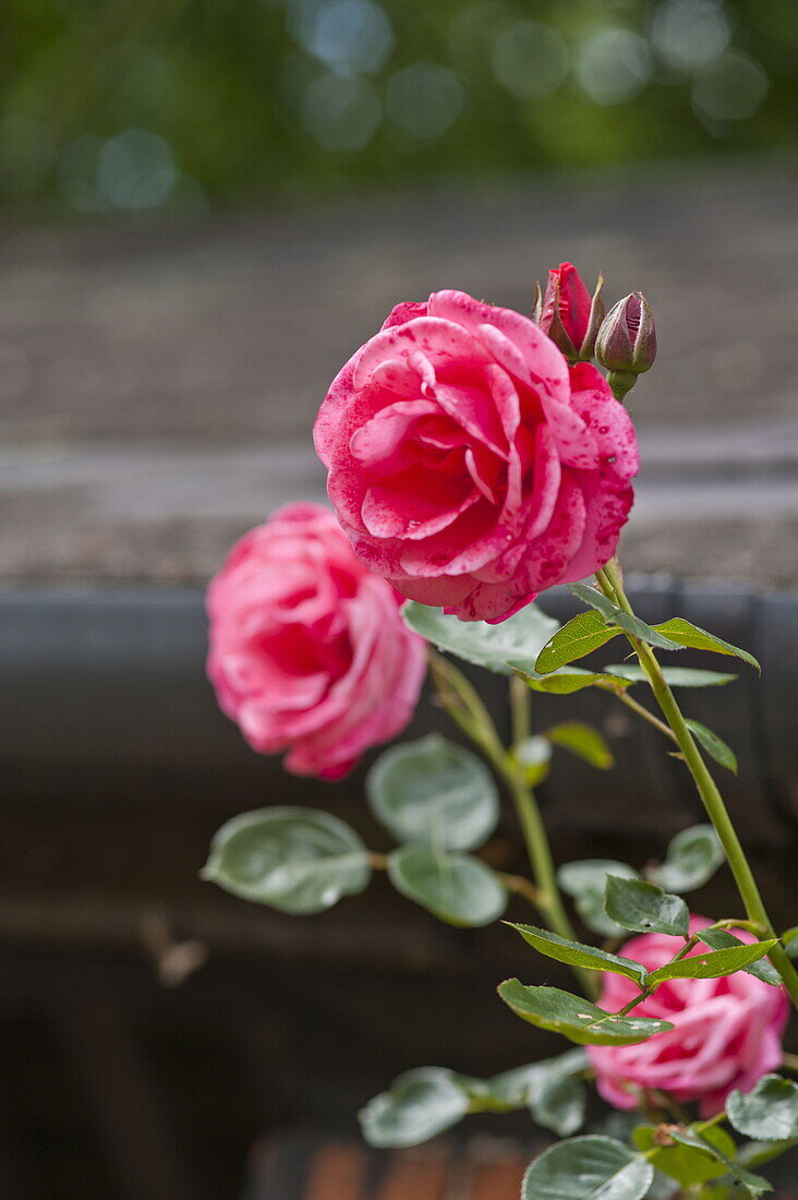 Red roses in garden exterior of Essex/Suffolk home, England, UK