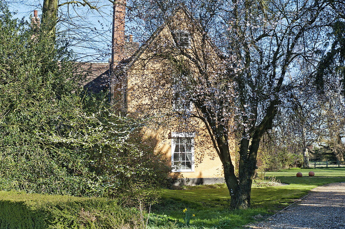 Detached brick exterior with blossom on tree, Bury St Edmunds, Suffolk, England, UK