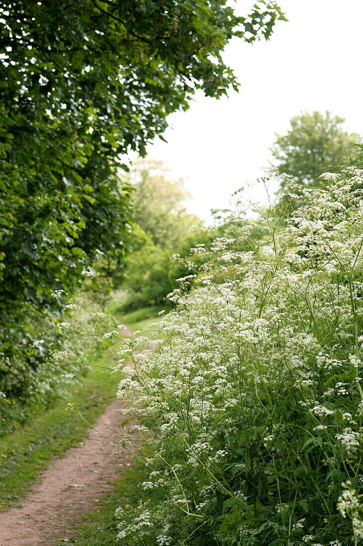 Waldweg mit Kuhfladen in Brecon Powys Wales UK