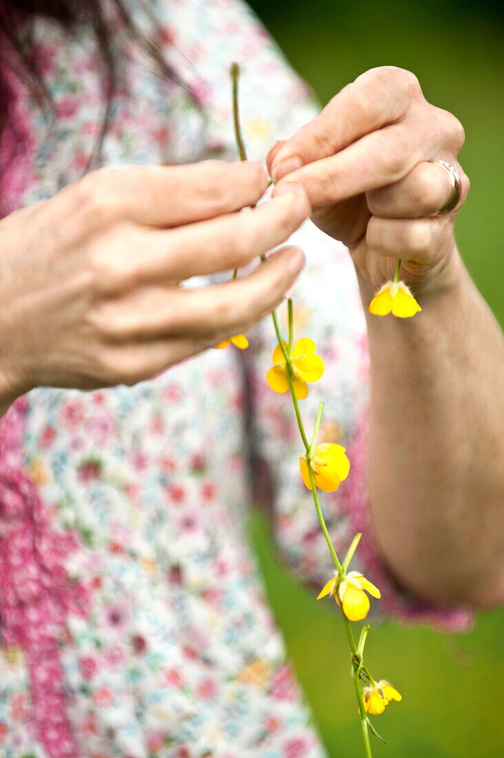 Woman making a buttercup chain, Brecon, Powys, Wales, UK