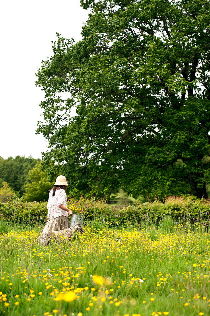 Frau, die mit ihrem Hund in einem Feld mit Butterblumen (Ranunculus) spazieren geht, Brecon, Powys, Wales, UK