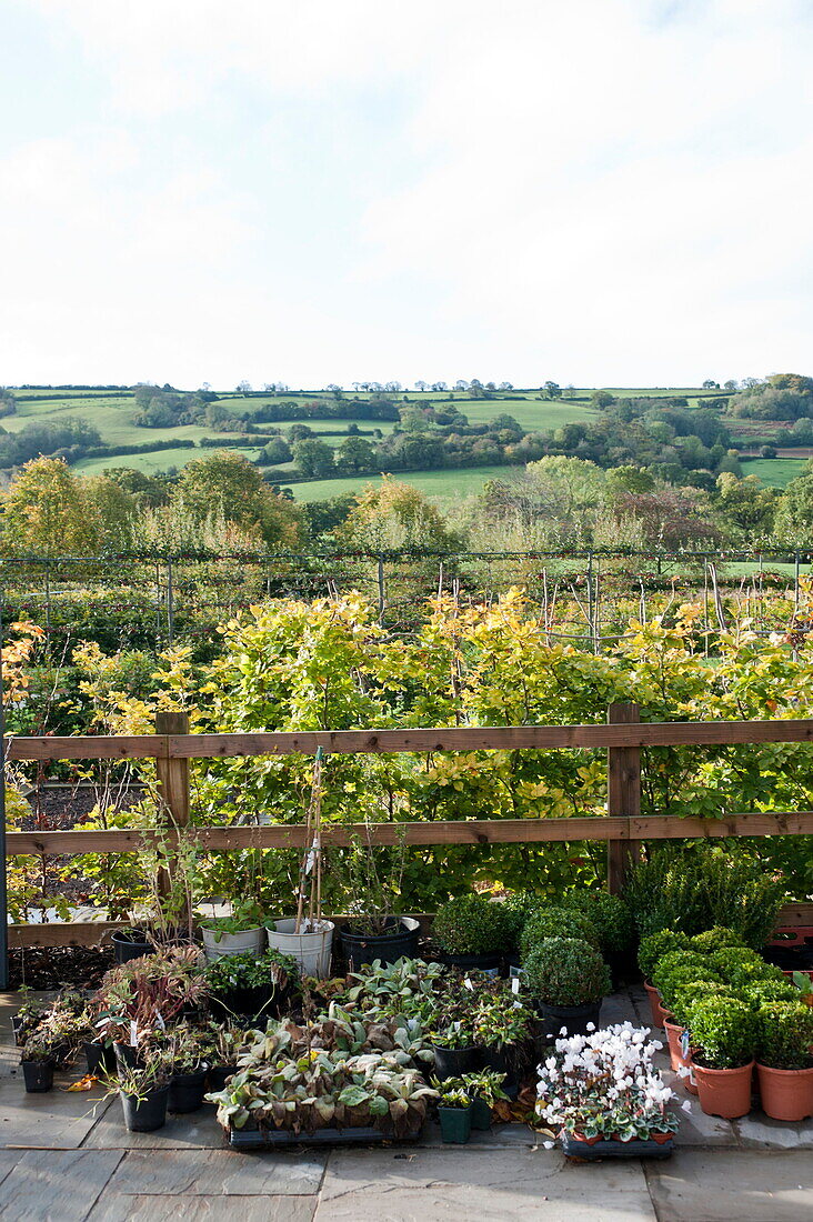 Pot plants on fenced terrace in rural garden, Blagdon, Somerset, England, UK