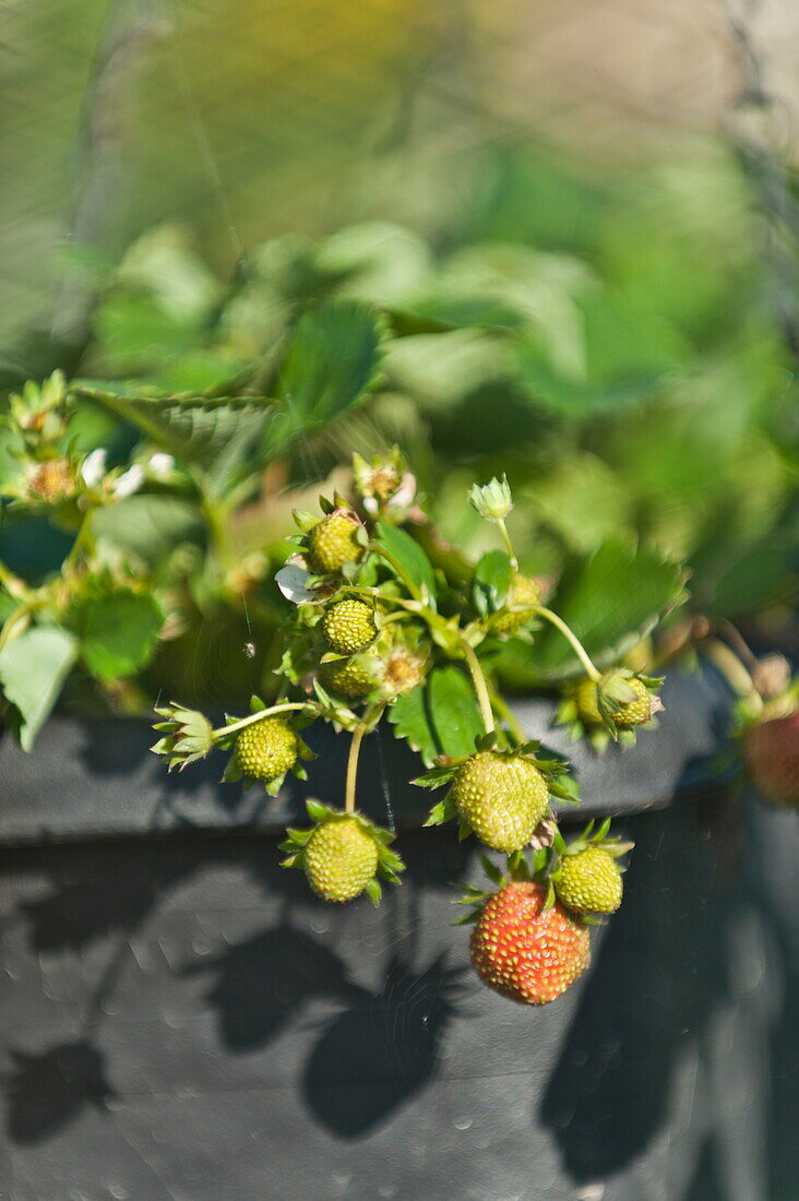 Reifende Erdbeeren im Küchengarten, Blagdon, Somerset, England, UK