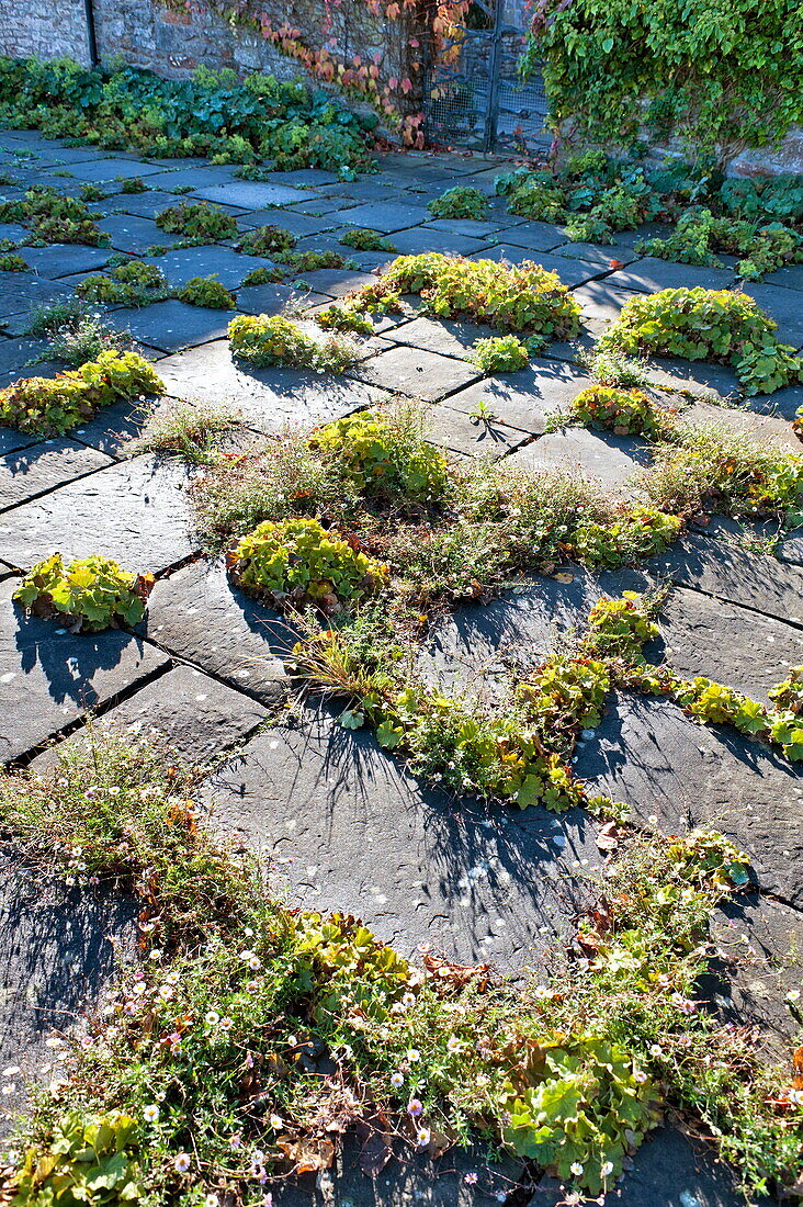 Pflanzen, die im Pflaster wachsen, Blagdon, Somerset, England, UK