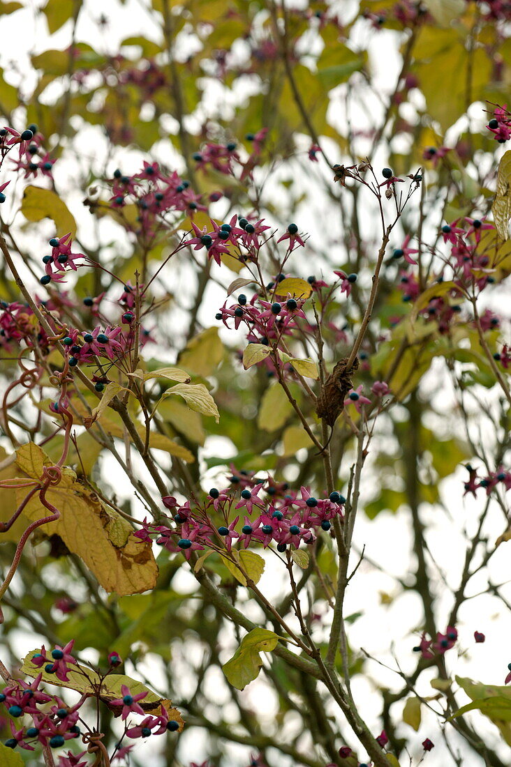 Pink flowering berries on cherry tree in Blagdon, Somerset, England, UK