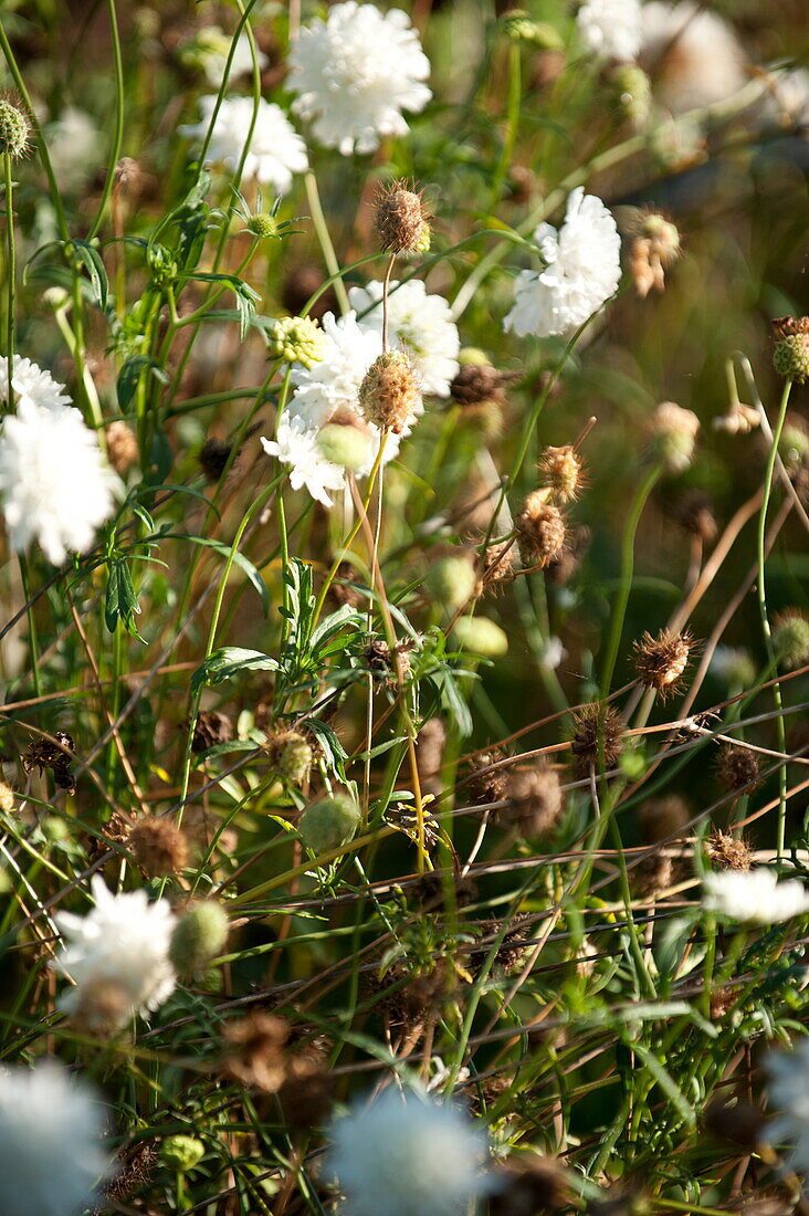 Weiße Nelken (Dianthus caryophyllus)m Pflanzenporträt, Blagdon, Somerset, England, UK