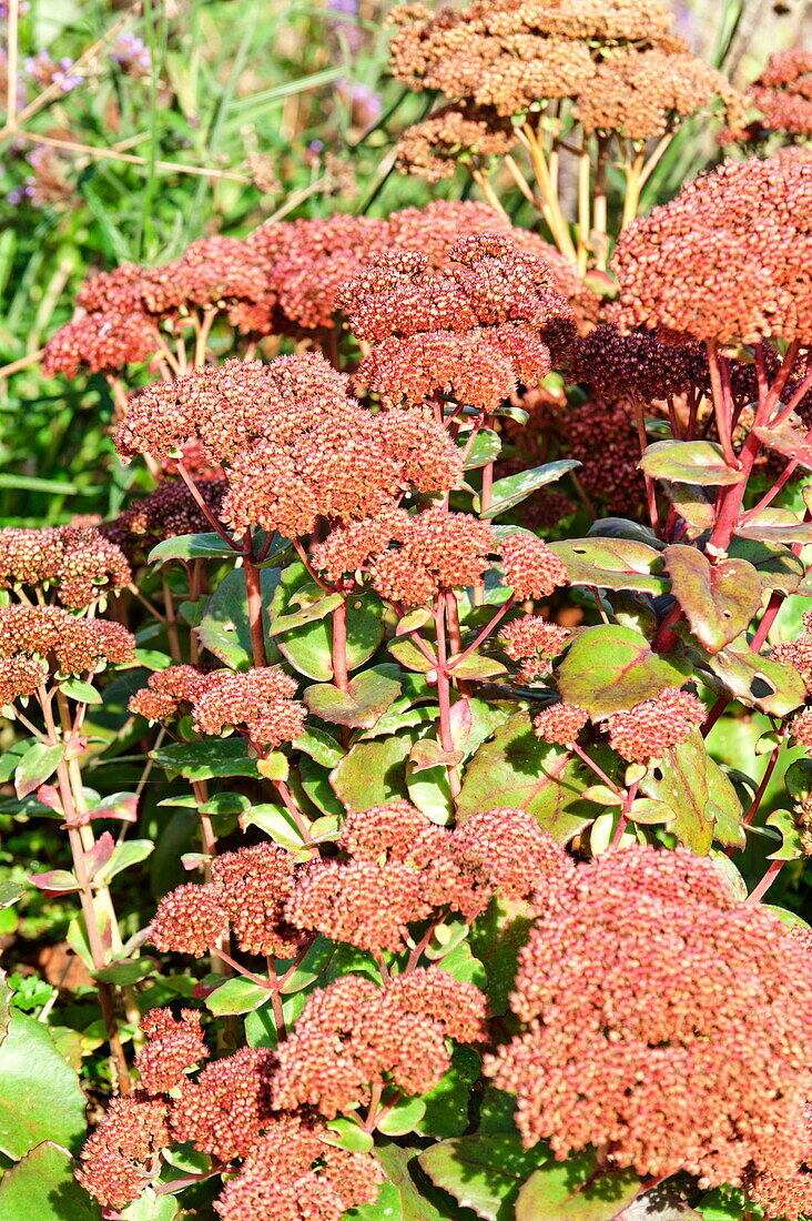 Sedum spectabile, Pflanzenporträt, Blagdon, Somerset, England, UK