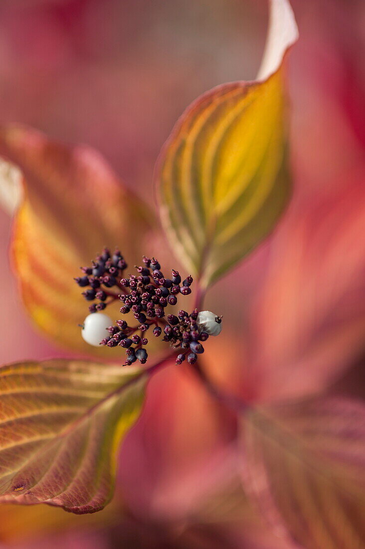 Plant portrait, Blagdon, Somerset, England, UK