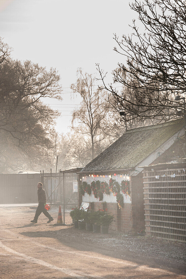 Man walking past shop on Hawkwell Christmas tree farm Essex England UK (Model Released)