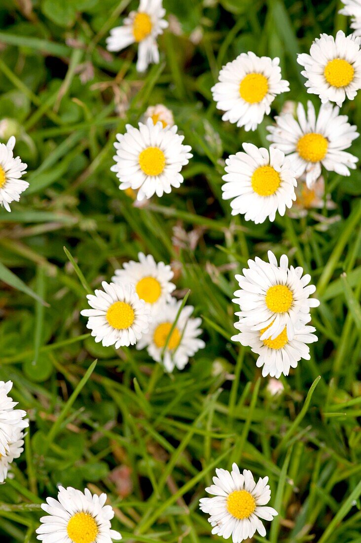 Blühende Gänseblümchen in einem Garten in Sussex im Frühling England, UK