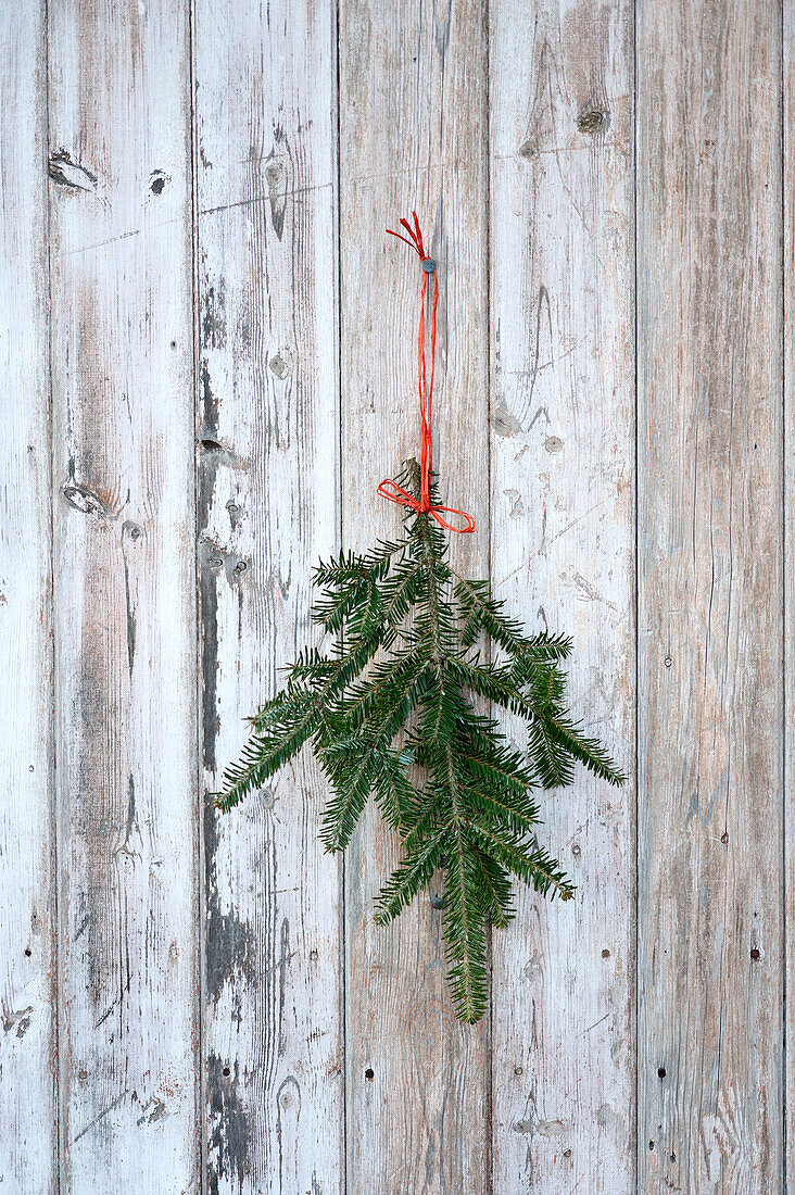 Kiefernnadeln hängen an einem Haken in einer Hawkwell-Baumfarm in Essex, England UK Fraser Fir Abies Fraseri Schmaler, buschiger und wunderbar duftender, nadelhaltender Baum