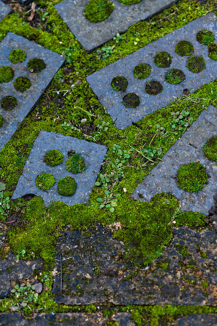 Old bricks overgrown with moss in London garden England UK