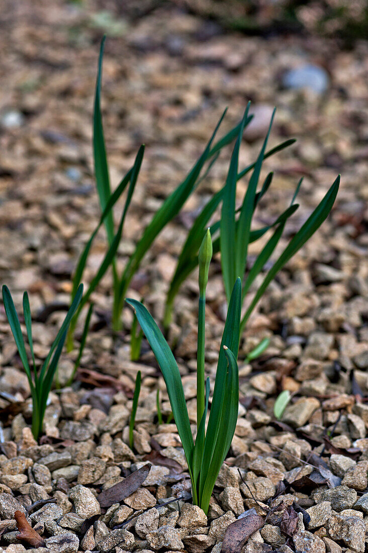 Narzissen (Narcissus) wachsen durch Kies London England UK