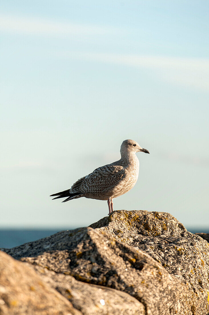 Seagull perched on rock in Penzance Cornwall UK