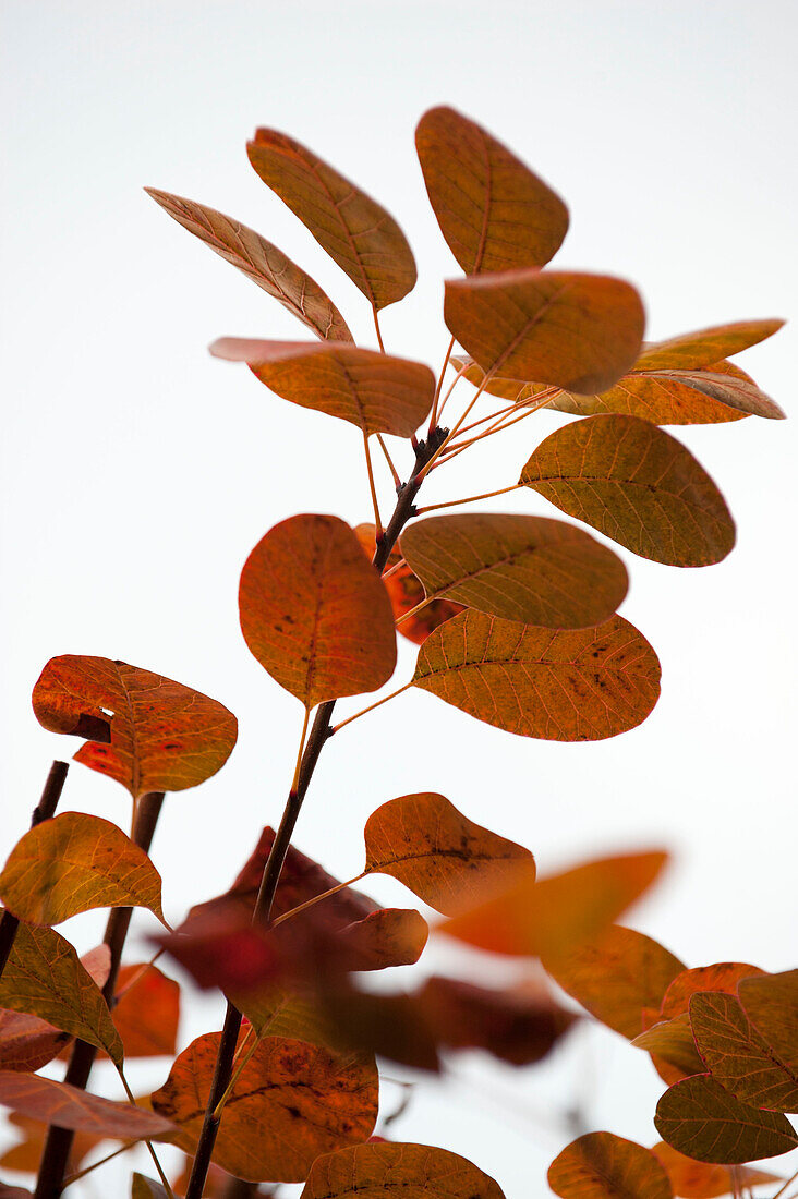 Autumn leaves changing colour on white background UK