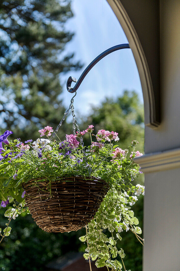 Blühende Geranien in einer Blumenampel auf der Veranda eines viktorianischen Hauses, das unter Denkmalschutz steht Godalming Surrey UK