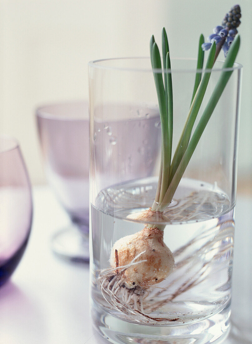 Grape Hyacinth bulb growing in water