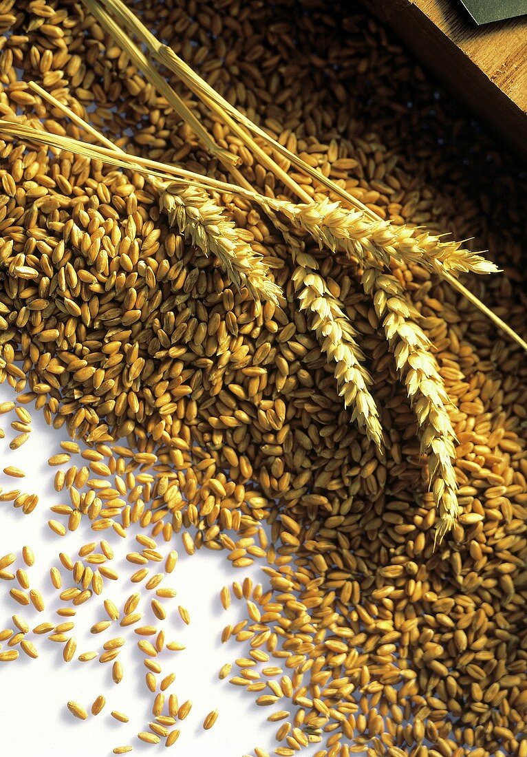 Wheat Grains and Wheat Ears