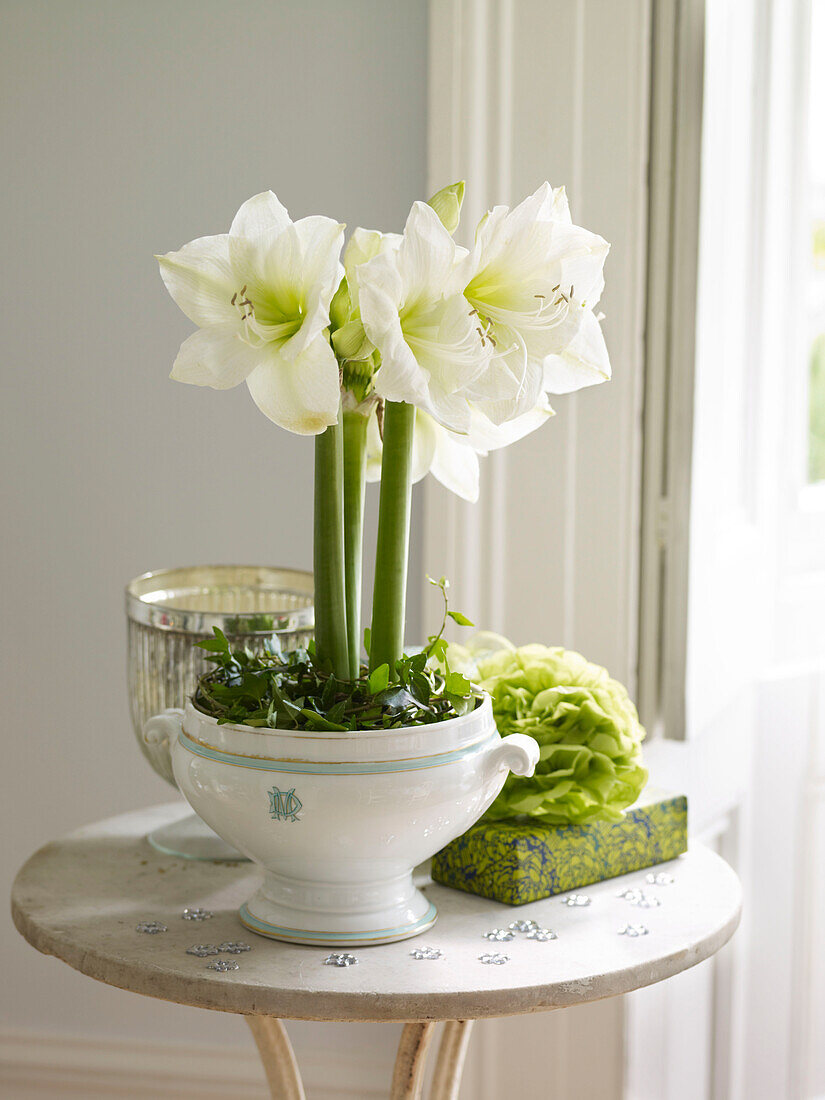 Blühende Amaryllis auf Beistelltisch