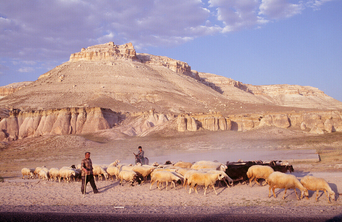 Hirten mit ihren Schafen am Straßenrand in der Nähe der vulkanischen Felsformationen in Kappadokien in der Türkei