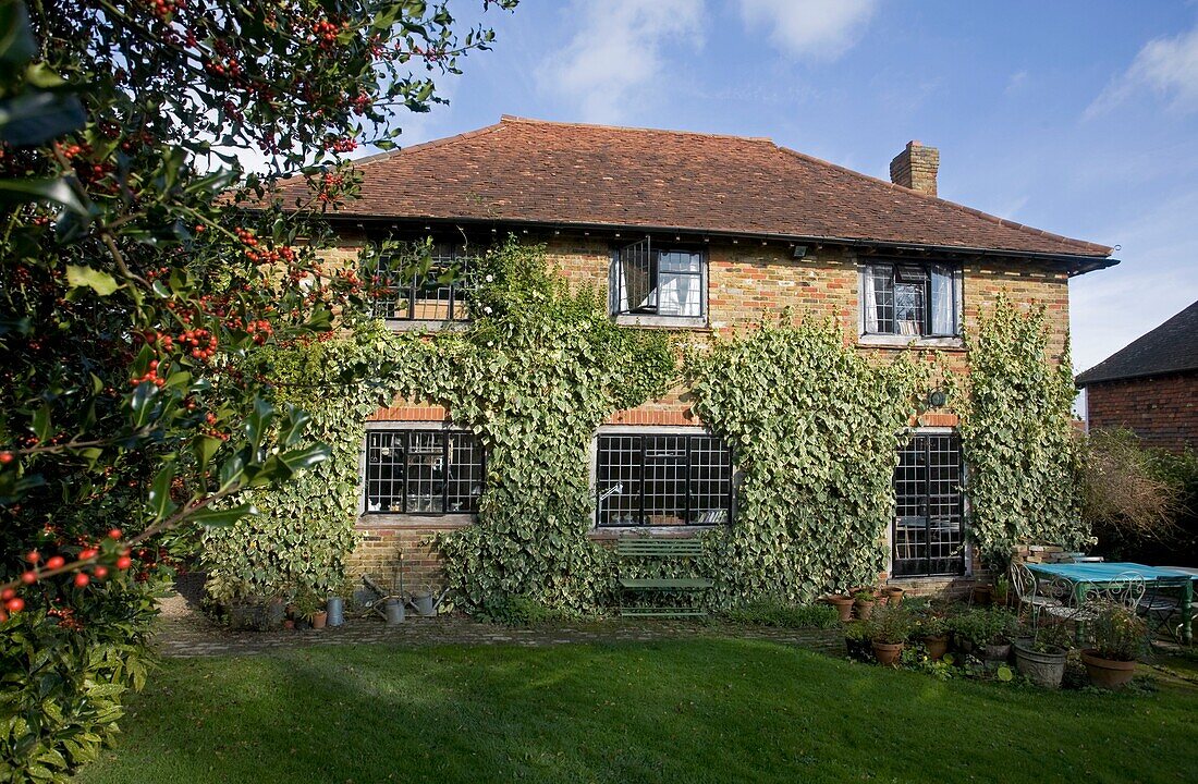 Ivy on lawned exterior of detached family home, in Cranbrook, Kent, England, UK