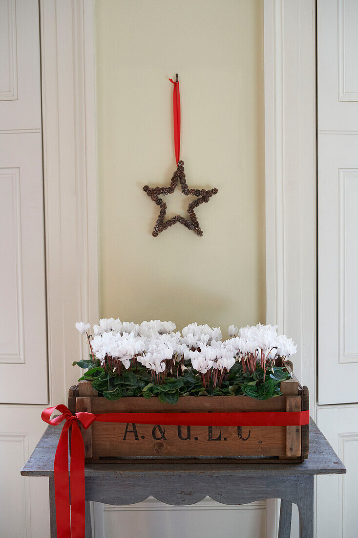 Crate of white cyclamen toed with red ribbon