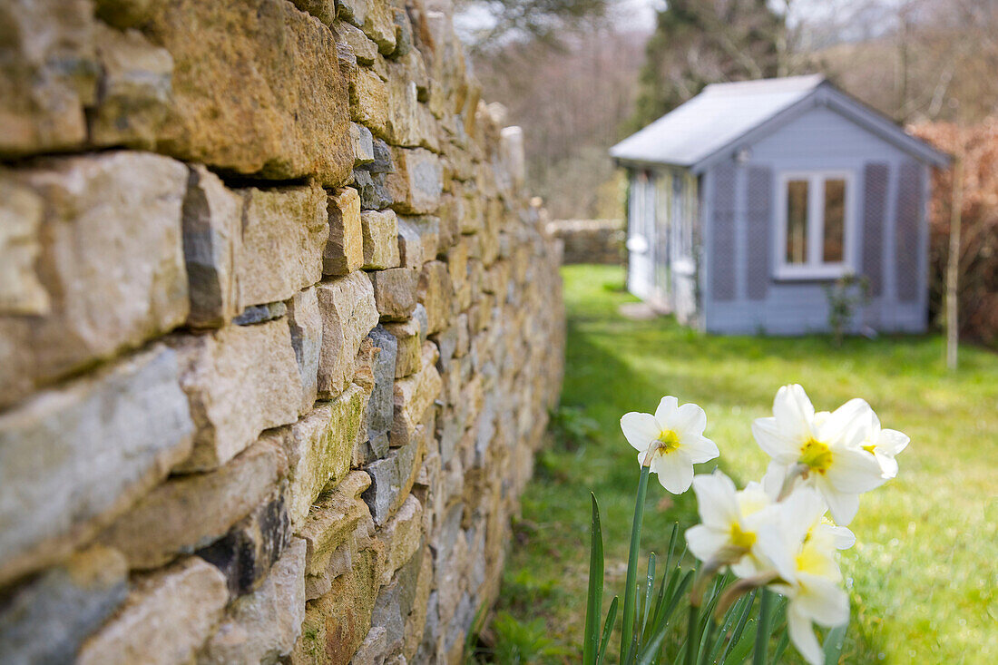 Dry-stone wall and daffodils with garden shed in Dorset garden Corfe Castle England UK