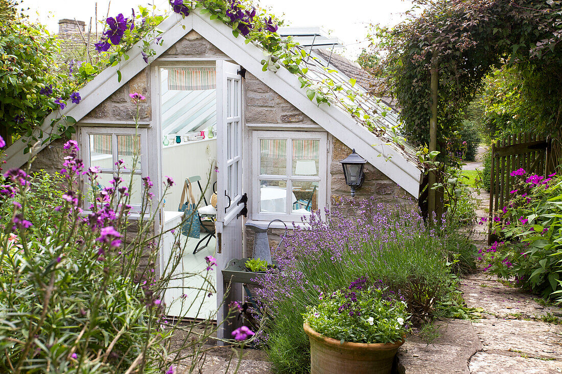 Sweet peas on roof of Worth Matravers summerhouse Dorset England UK