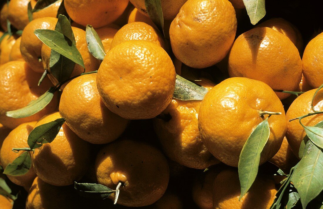 Many Mandarin Oranges with Leaves