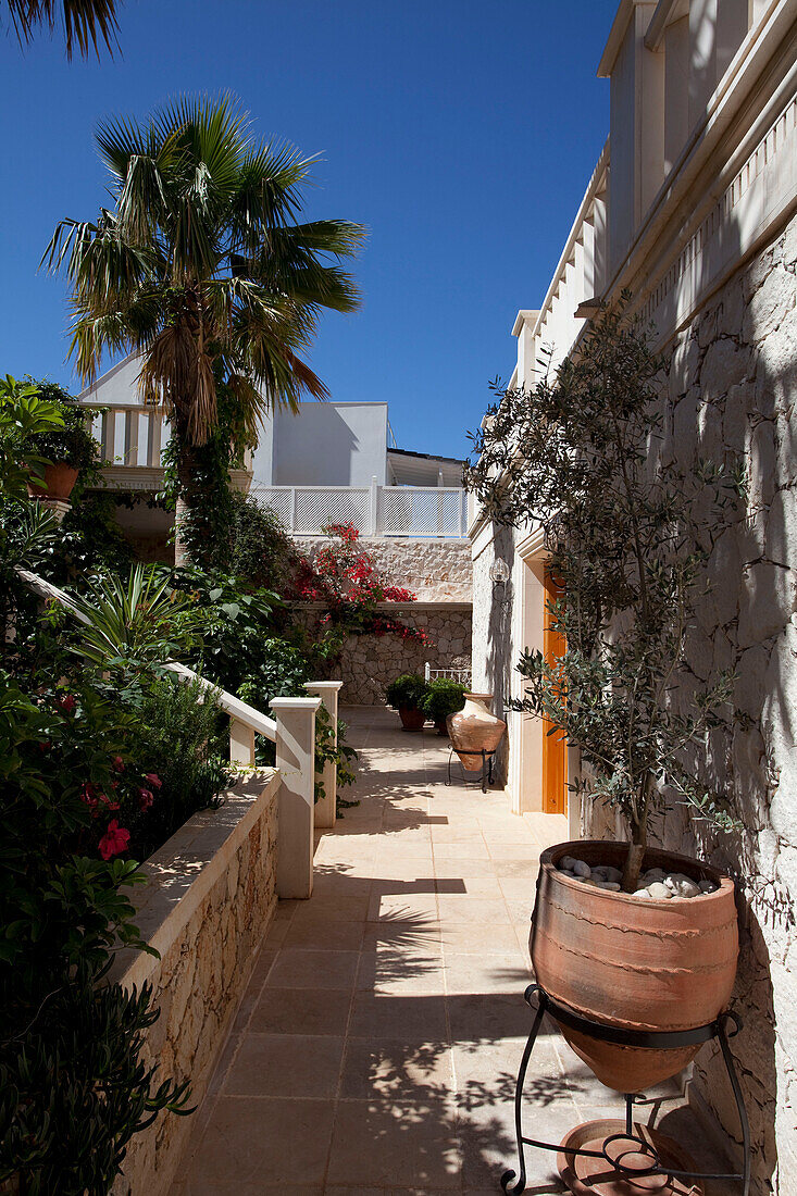 Palme im Garten einer Ferienvilla, Republik Türkei