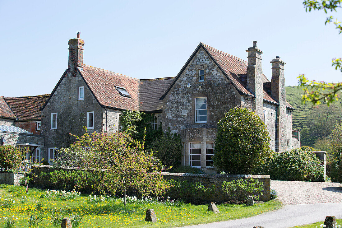 Blühende Narzissen in der vorderen Einfahrt von Warminster Landhaus Wiltshire England UK