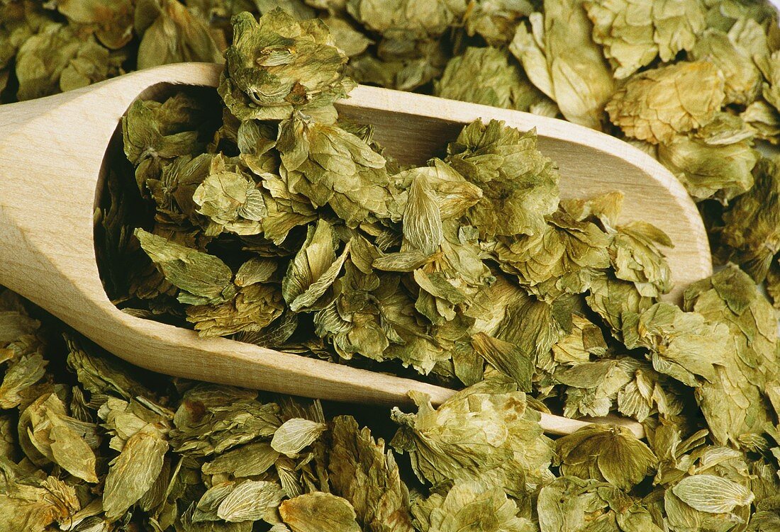 Dried hop cones on wooden scoop