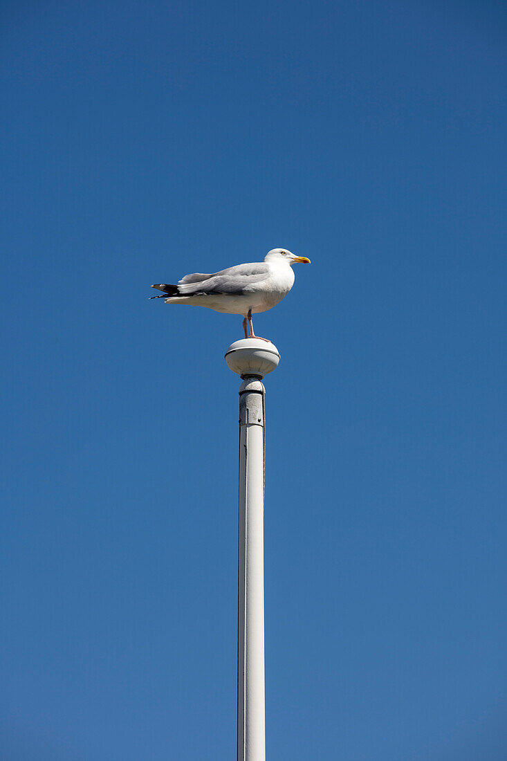 Möwe auf einem Fahnenmast vor blauem Himmel an der Küste Cornwalls, Großbritannien