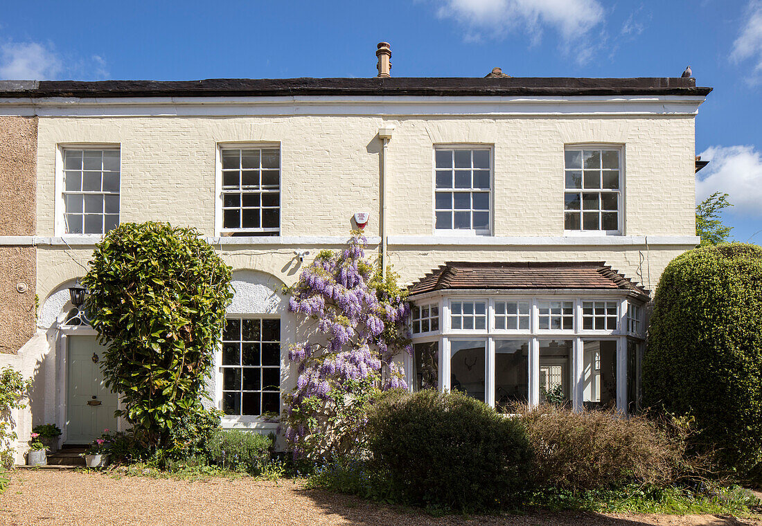 Lilac on painted exterior of Grade II listed semi-detached country house Hertfordshire UK