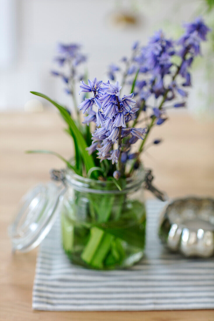 Blauglöckchen (Hyacinthoides non-scripta) im Einmachglas Hertfordshire UK