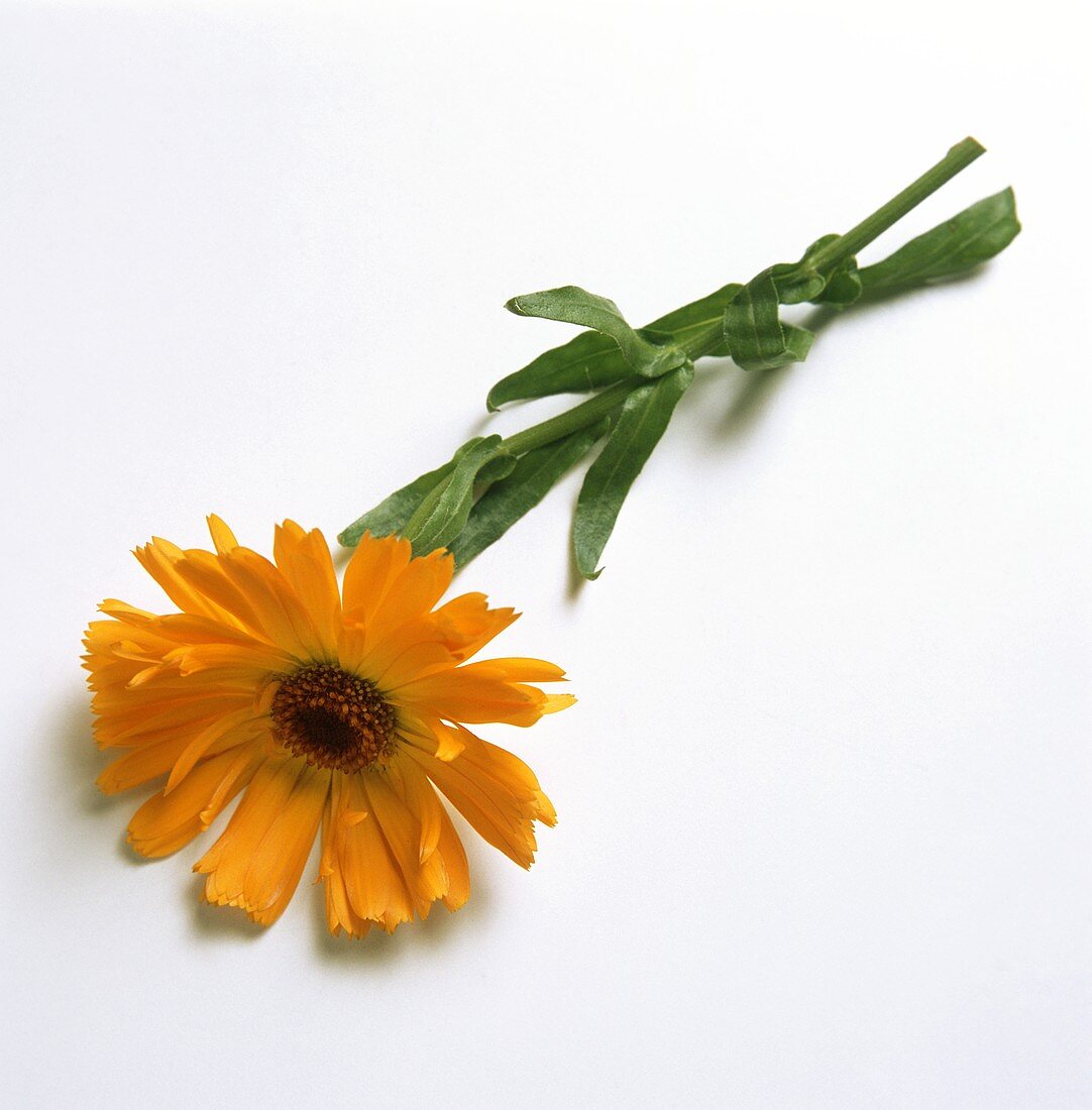 A marigold