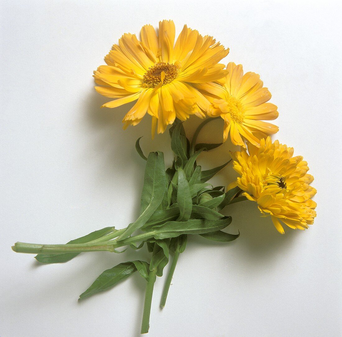 Three marigolds