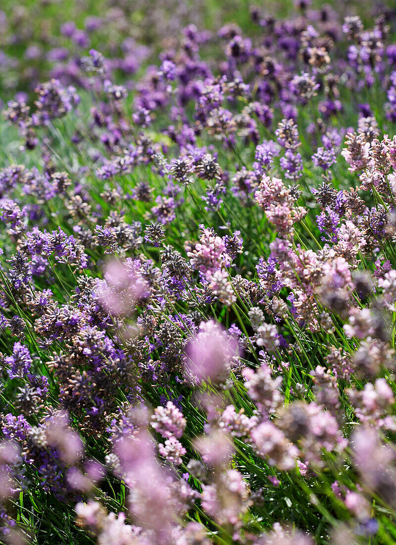 Field of lavender in Isle of Wight, UK