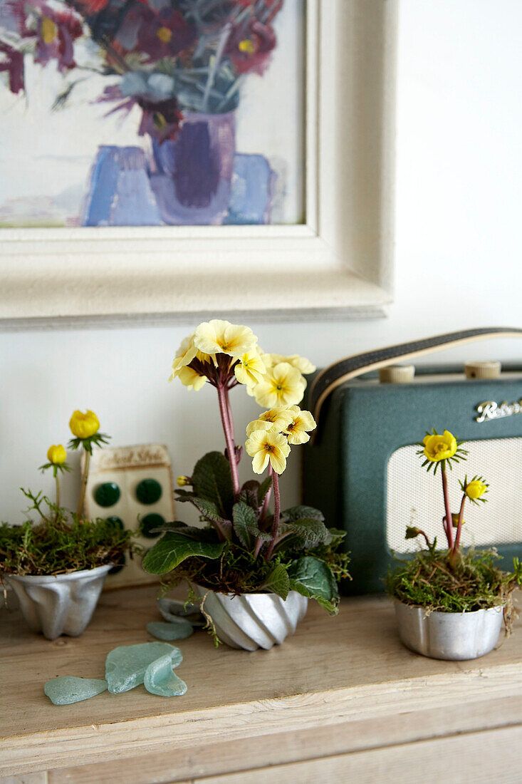 Primel und Radio auf hölzernem Sideboard mit gerahmten Kunstwerken in einem Haus auf der Isle of Wight, UK