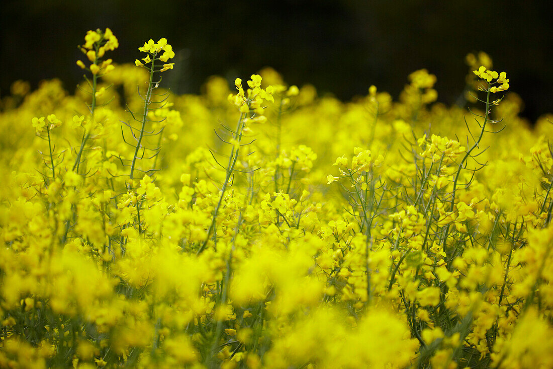 Feld mit blühenden Rapssamen (Brassica napus)