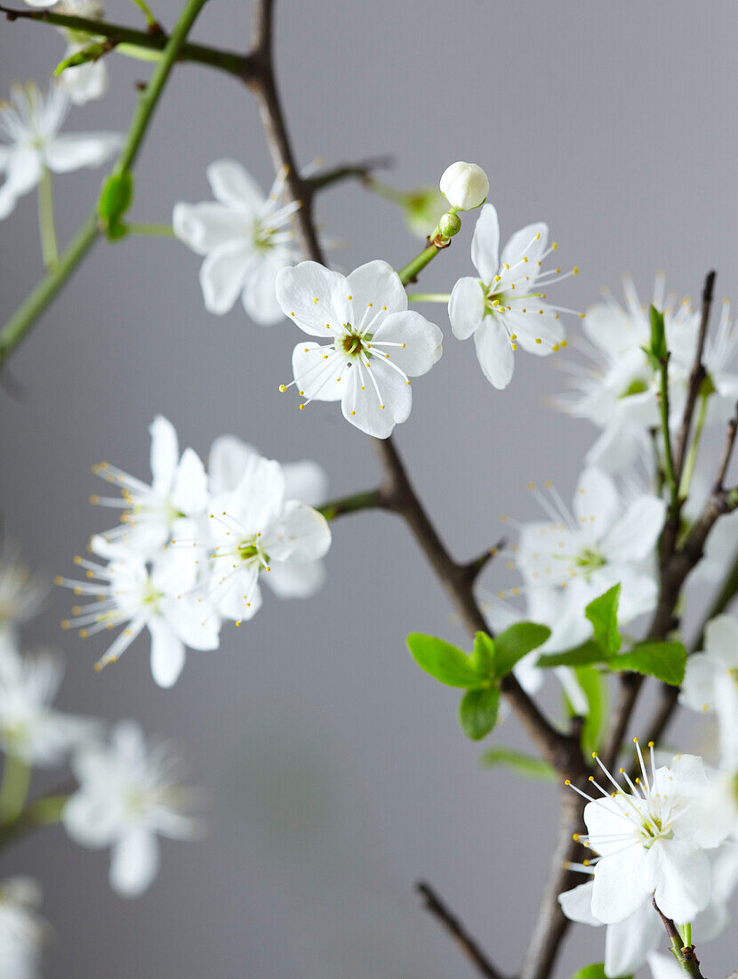 White blossom detail