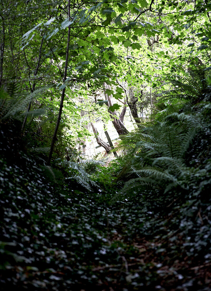 View through sunlit woodland path Isle of Wight, UK