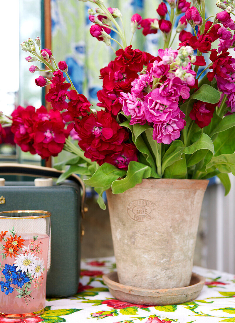 Red flowers in terracotta plant pot with radio and pink lemonade in Isle of Wight home UK