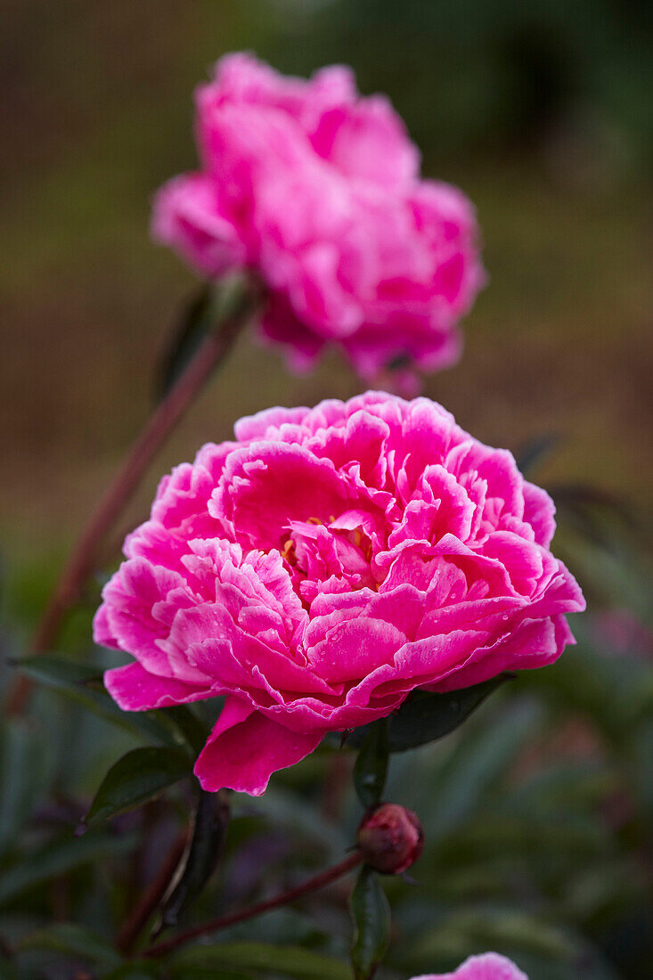 Spring summer feature celebrating the peony flower