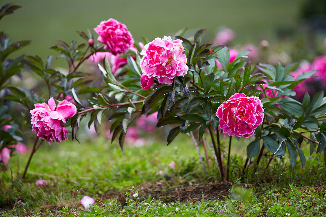 Spring summer feature celebrating the peony flower