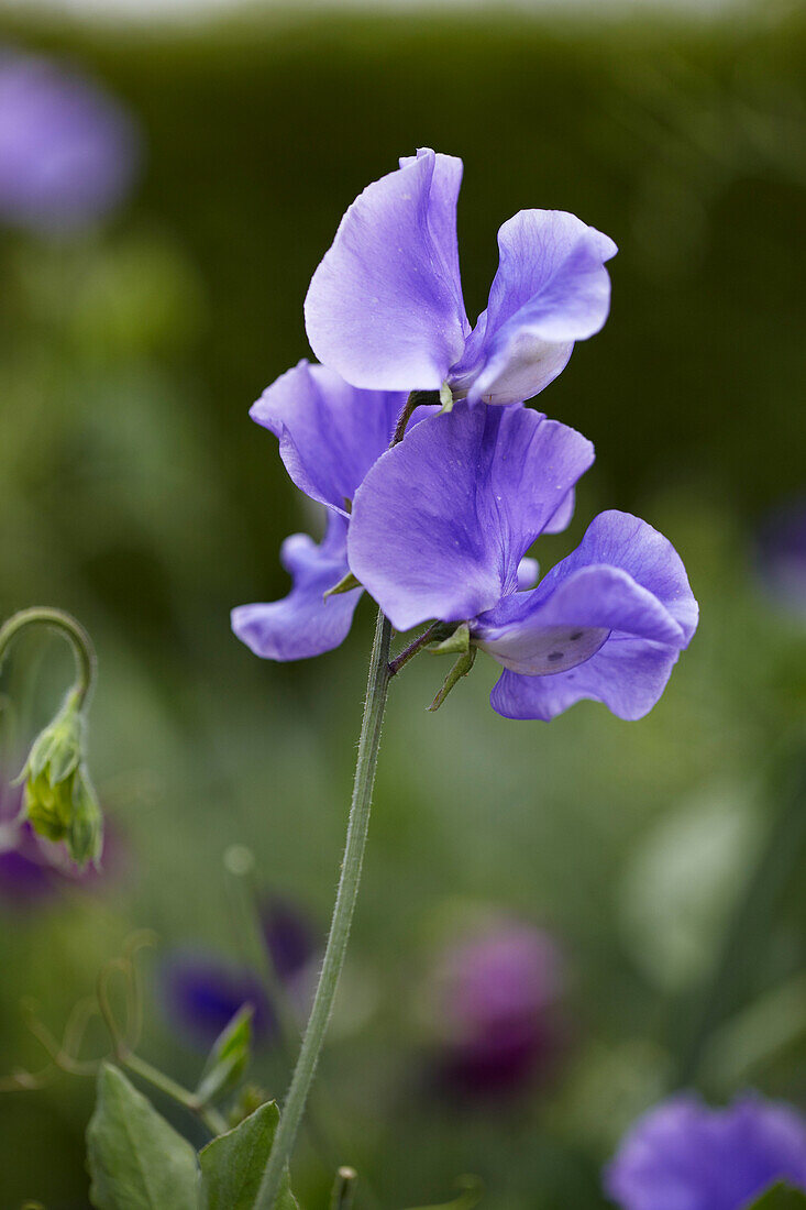 Summer Garden Party